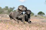CANE CORSO 352